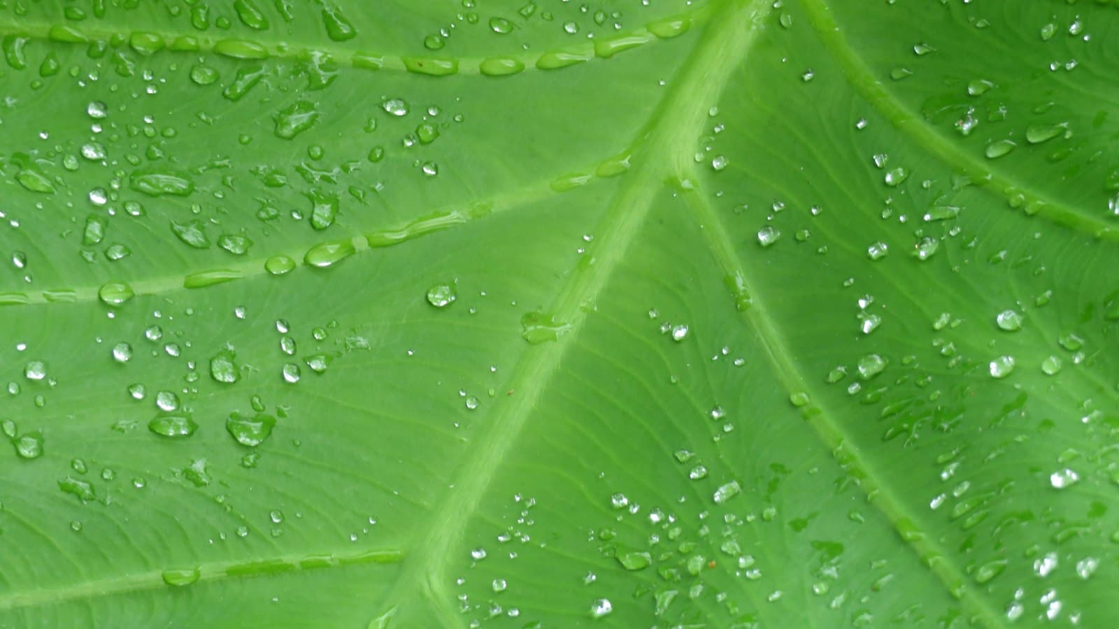 Gouttes d'eau sur une grande feuille verte